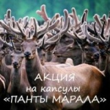 Панты марала