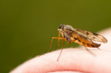 О Всемирном дне борьбы с малярией
